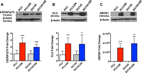 celine chen xin|RNA sequencing reveals upregulation of a transcriptomic program .